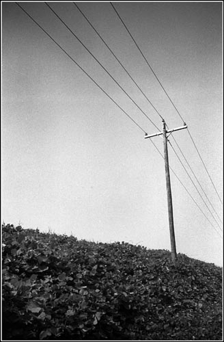 kudzu and phone-pole southern totems