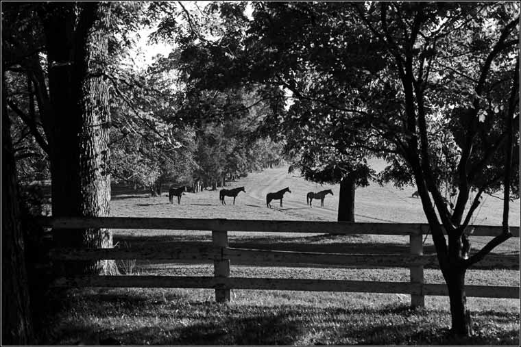 black and white pictures of horses. four horses. Labels: virginia