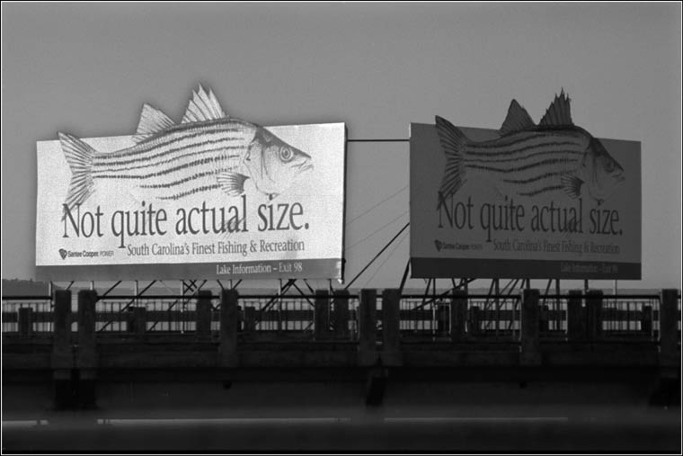 billboard of gigantic fish
