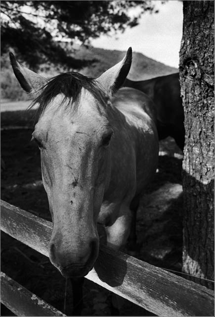 black and white horse photos