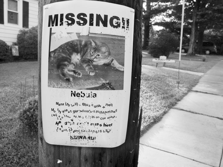 cjn0918-cat-missing-poster-c1414.jpg