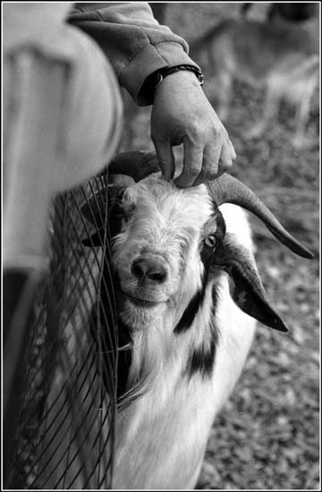 Goat, North, South Carolina