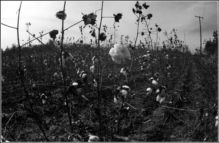 photo of cotton