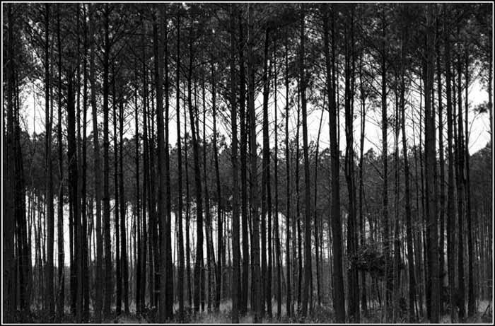photo of pine trees