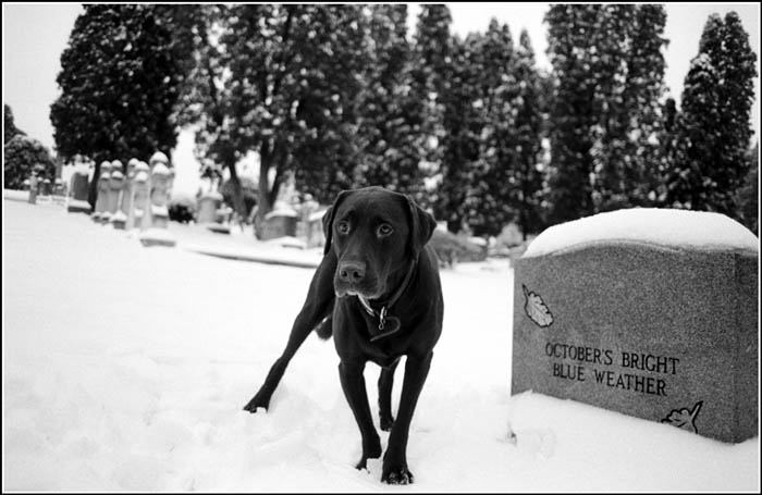 photograph of dog in snow