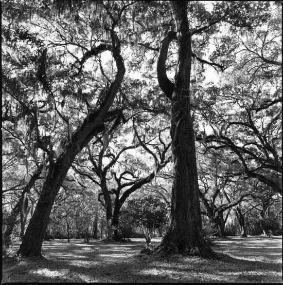 photo of live oaks